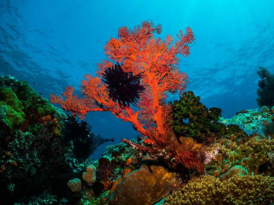 A red gorgonian fan standing off a reef wall