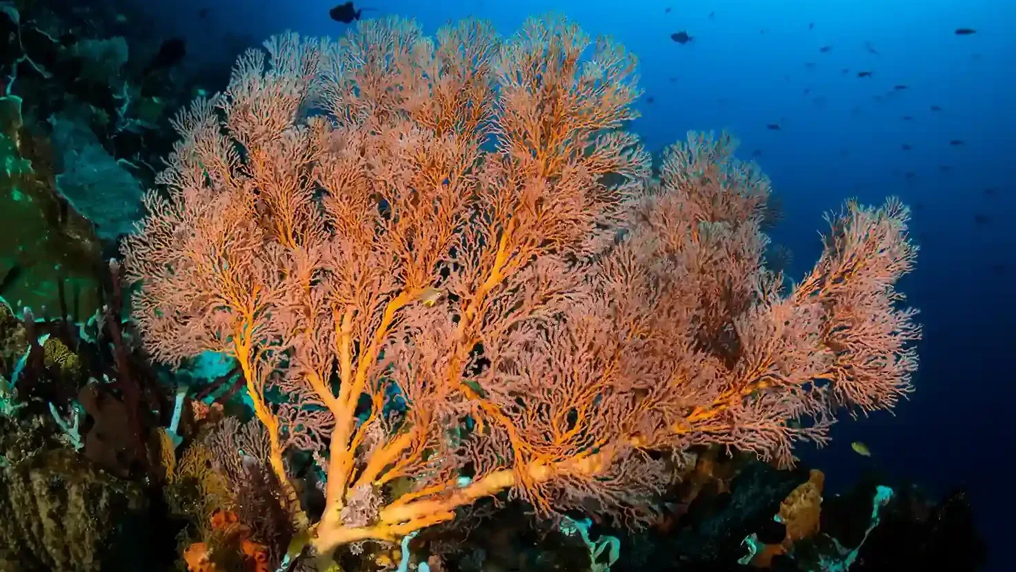 An orange gorgonian sea fan on a reef wall in deep blue water