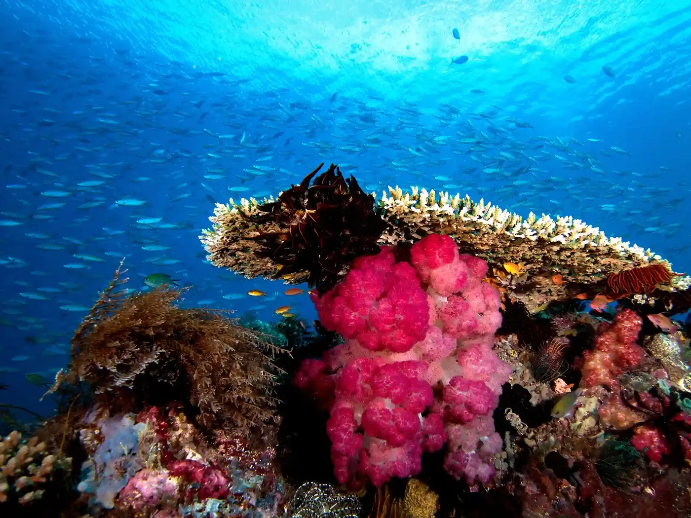 Hard and soft corals crowding a reef slope in clear blue water