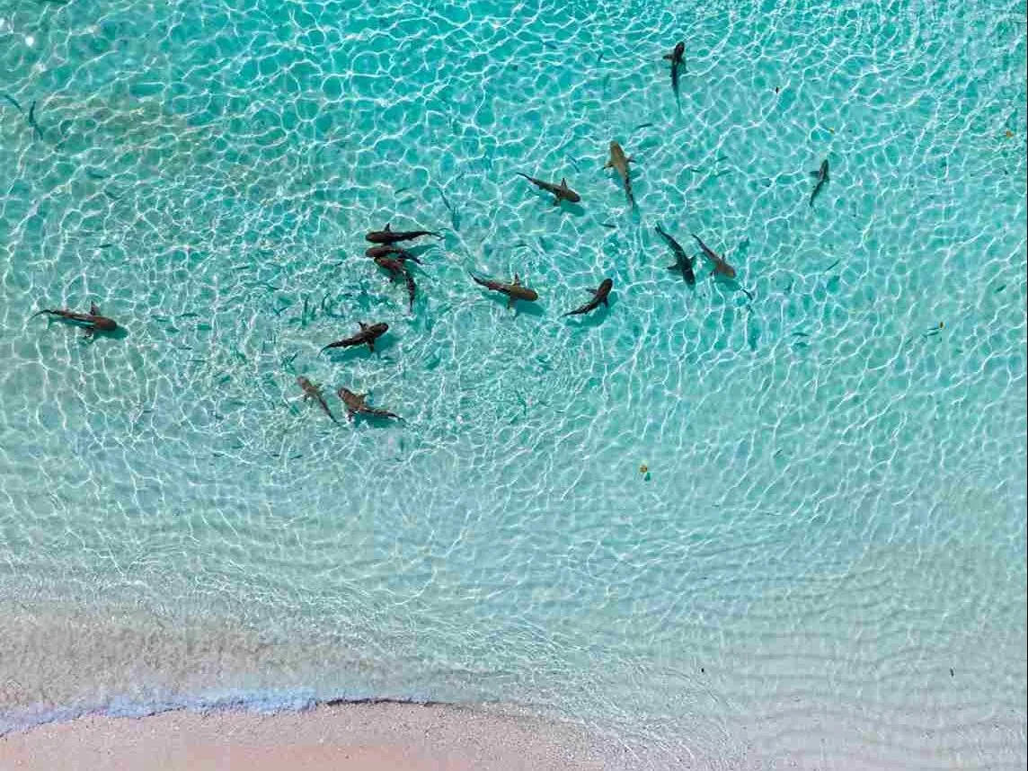 Reef sharks patrolling clear shallows, seen from above