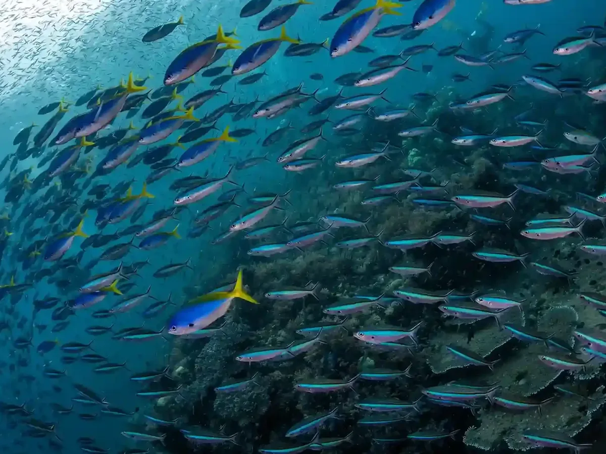 A school of fusiliers turning over a reef in open blue water