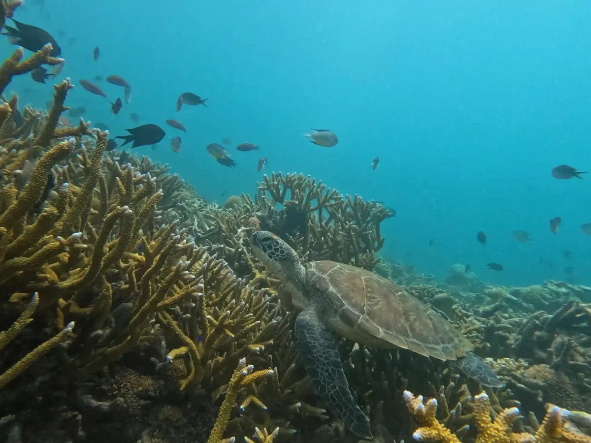 A green turtle resting among staghorn coral