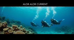 The Ultimate Guide to Alor Diving Expeditions: Unveiling Indonesia’s Final Frontier